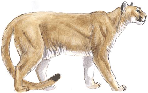 Let's create the other pair of legs to make it more dynamic. How to Draw a Mountain Lion: anatomy - John Muir Laws