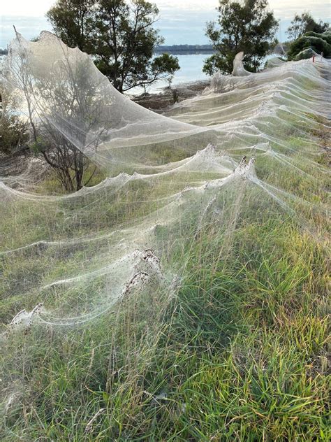 Aranhas Cobrem A Paisagem Com Teia Gigantesca Na Austrália Fotos R7