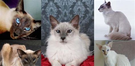 Balinese Cat Breed Personality Behavior Facts And Characteristics