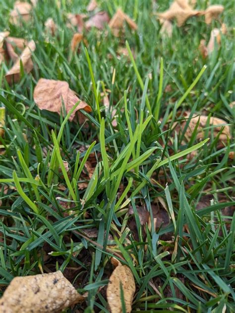 Need Help Identifying Grassweed Rlawncare