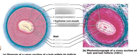 Cross Section Of A Hair Diagram Quizlet
