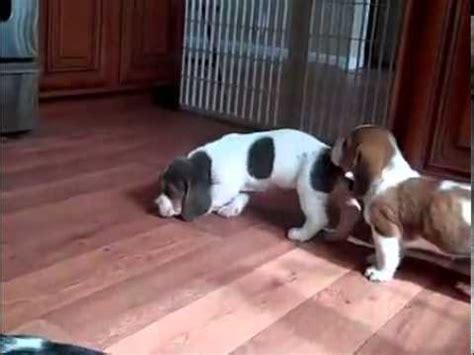 The basset hound was first registered by the akc in 1885 and was grouped as. Rare "Blue" Basset Hound Female Puppy--See Video - YouTube