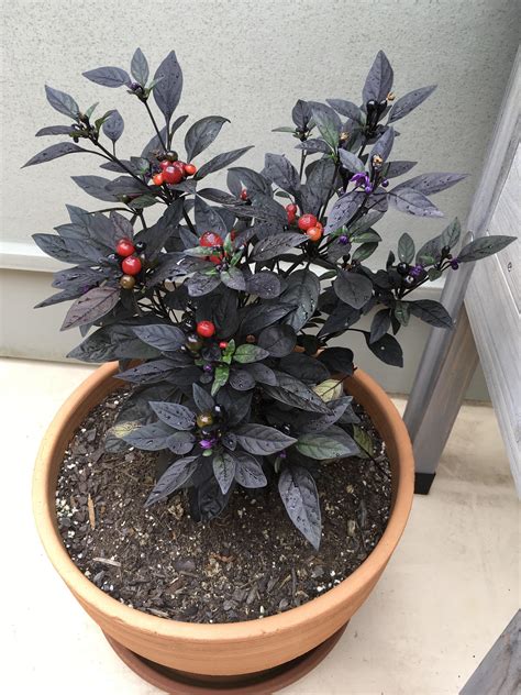 Black Pearl Pepper Very Interestingstriking Plant Rhotpeppers