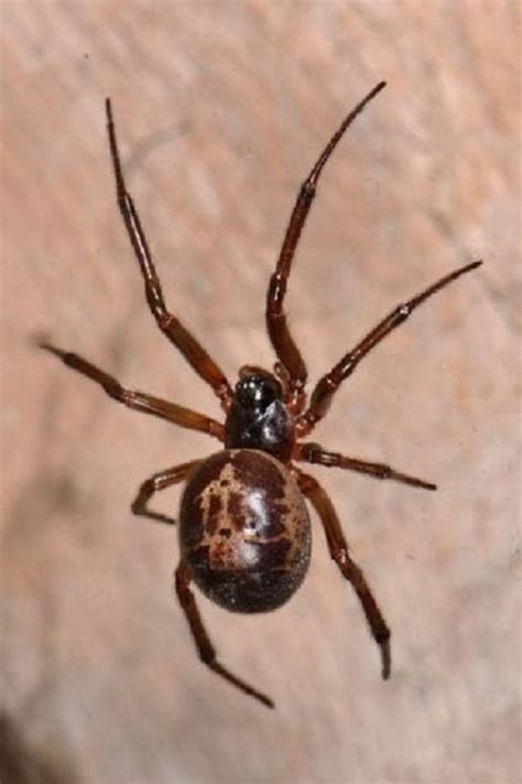 Dangerous Noble False Widow Spiders Are Spreading Across The Uk For The