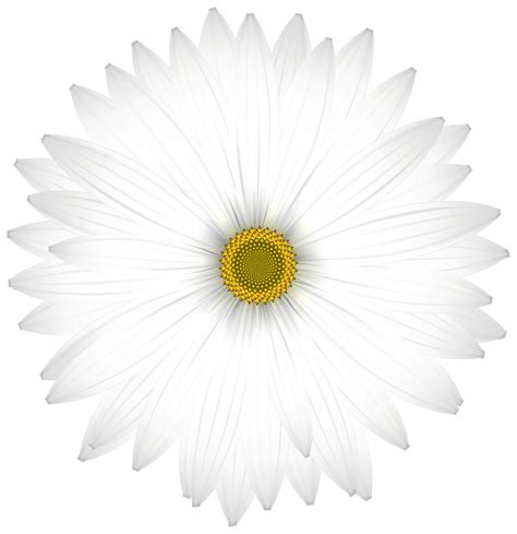 White Flowers Clipart Png