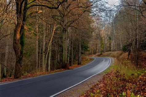 fotos gratis paisaje árbol bosque la carretera luz de sol mañana hoja autopista