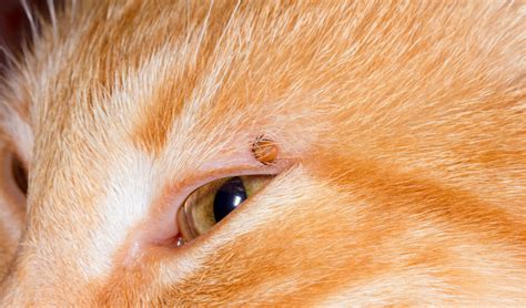 Tick Infestation In Cats Petcoach