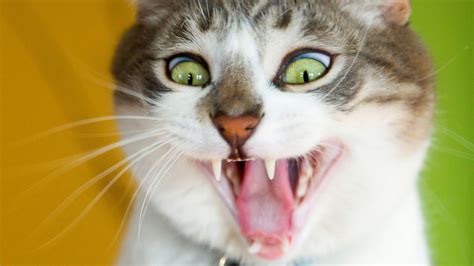 10 Amazing Cat Facts Purrfect Love
