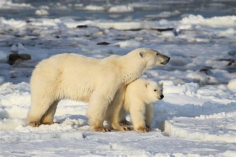 Polar Bear Mother And Cub Photograph By Carole Anne Fooks