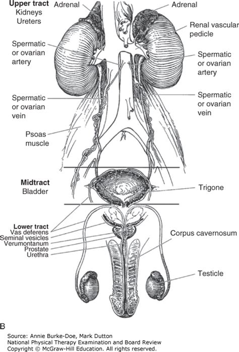 Exercise 40 Anatomy Of The Urinary System Pdf Anatomy Diagram Source