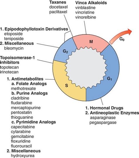 Clinically Relevant Cell Cycle Epomedicine