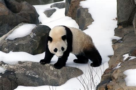 Do Pandas Live In Rainforests Nemetmezquita 99