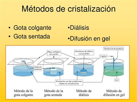 PPT DESCUBRIENDO LA ESTRUCTURA DE LAS PROTEÍNAS Lucía Pérez Coello