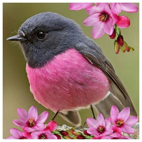 Pink ~ My Favourite Colour Well One Of Them The Birds Are Tweeting