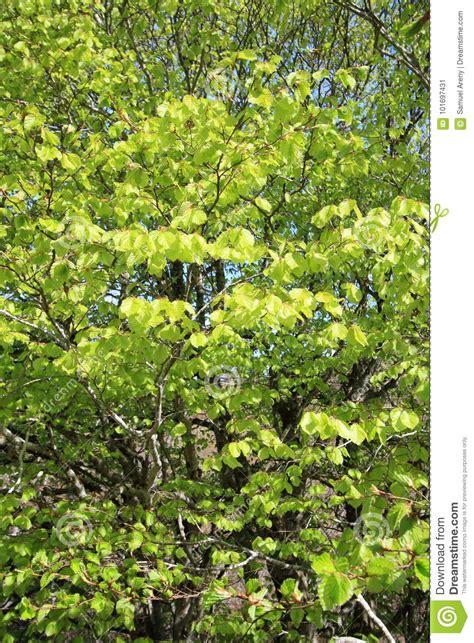 Foliage Of Beech Tree In Spring Stock Image Image Of Rainforest