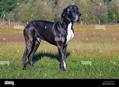 Great Dane Deutsche Dogge German Mastiff One Of The Worlds