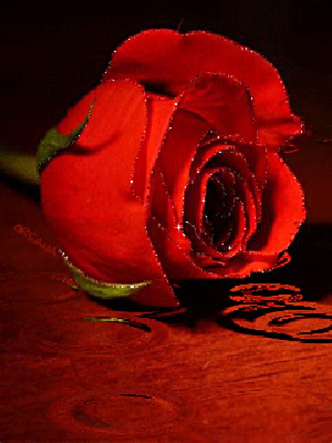 Pin by Patii13 on KWIATY RÓŻE ROSE Beautiful roses Beautiful flowers
