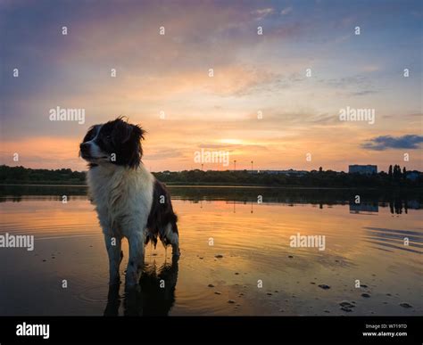 Portrait Of Serious And Attentive Border Collie Dog Standing In A Pond