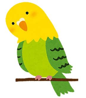 オウム（鸚鵡、鸚䳇）は、オウム目オウム科に属する21種の鳥の総称である。インコ科(psittacidae, true parrots)、ミヤマオウム科、ニュージーランド産の大型のインコ)とともにオウム目 (psittaciformes) を構成する。現存するオウム目の系統の多くは、さまざまな面で解明されていない。 「鳥との濃厚な接触は好ましくない」 オウム病で国内初の妊婦 ...