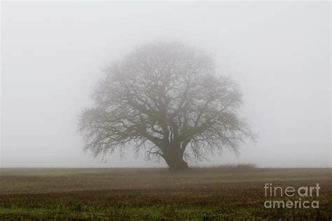 Lone Tree On A Misty Morning Photograph By Terri Waters Fine Art America