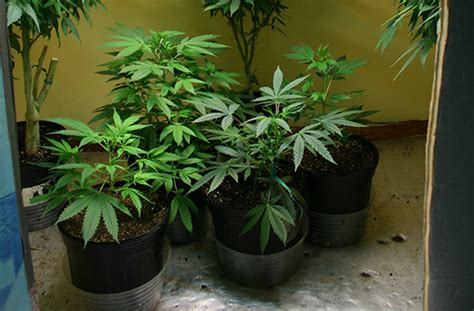Beginners How To Grow Just One Pot Plant In Your Home · High Times