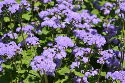 Purple Annual Flowers Green Thumb Advice