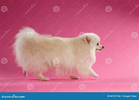White Spitz Dog Walks On Colored Background Stock Photo Image Of