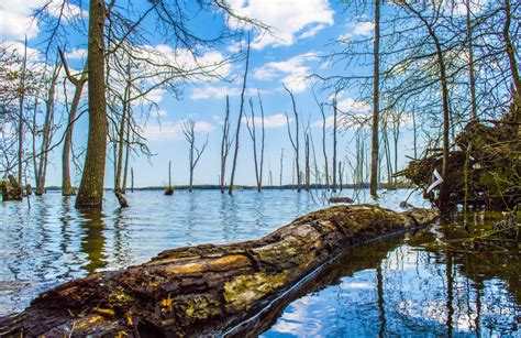 Free Images Trees Body Of Water Reflection Tree Natural Landscape