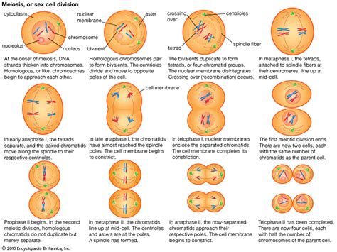 Cell Division Part Grade Understanding Of Meiosis For Igcse Pmg Biology