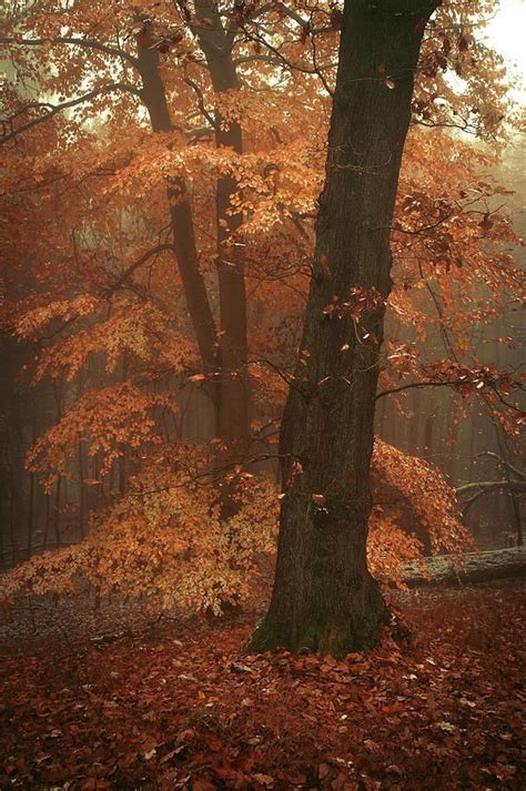 Misty Woods By Jenny Rainbow Photography Prints Art Fine Art