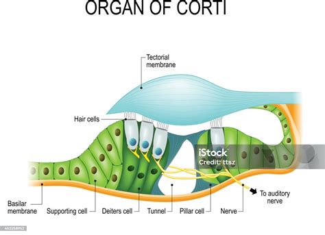 The Organ Of Corti In A Crosssection Stock Illustration Download