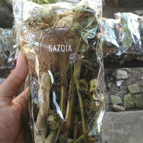 Daun Ciplukan Kering Herbal 1kg Lazada Indonesia