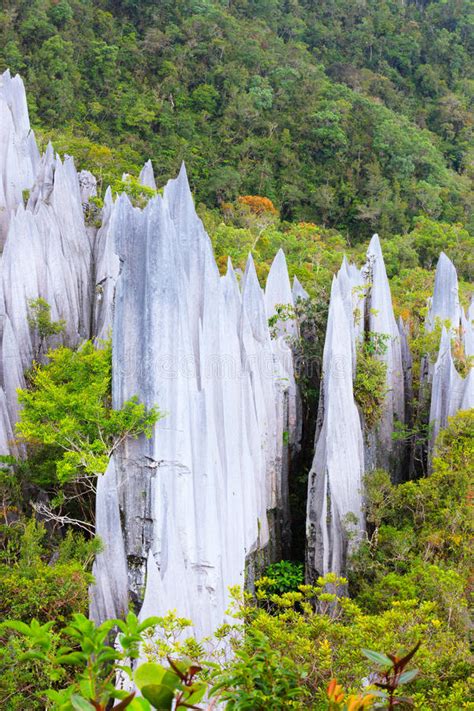 Limestone Pinnacles At Gunung Mulu National Park Stock Photo Image Of