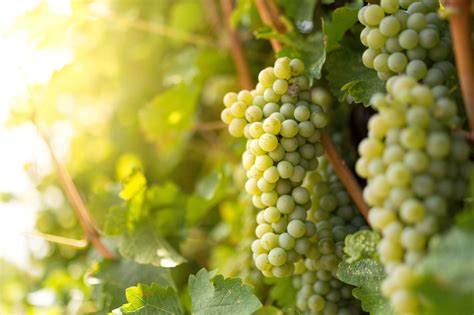 5 Other Wines To Try If You Like Sauvignon Blanc Expatgo