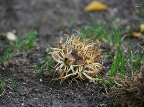 10 Weird Seeds Ive Discovered On A Fall Walk In The Park Craftaliciousme