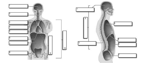 Anatomical positions anatomical positions the body supposed to be in erect posture with arms hanging by sides and the palms of hands are directed forward.there are two body positions which are prone and supine positions. review unit 1 - Dr. Hunter's Anatomy and Physiology