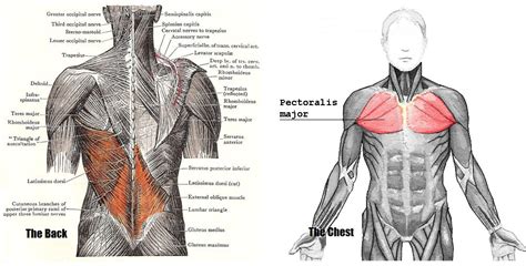 The Muscles Of The Chest And Upper Back Anatomy Medicinecom