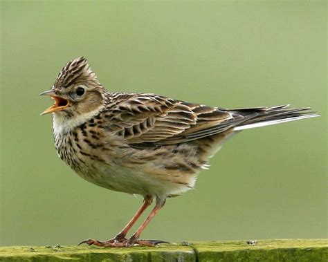 The Meaning And Symbolism Of The Word Lark