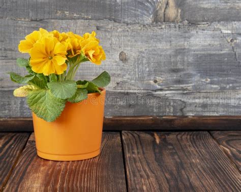 One Bright Orange Flower Pot With An Orange Primrose On The Wooden