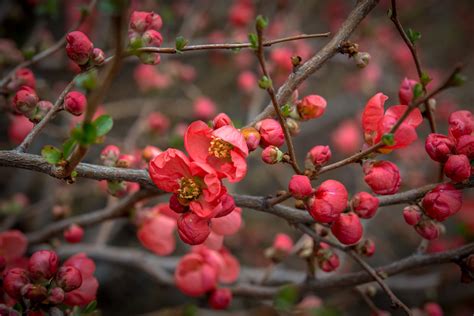 When buds have formed on branches in late winter, just cut a branch and bring. texas scarlet flowering quince | Red Butte Garden, Salt ...