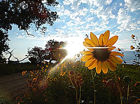 Kims County Line Sunflower Sunrise