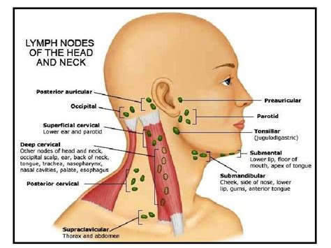 Lymphatics Of Head And Neck Superficial Vessels Deep Vessels And