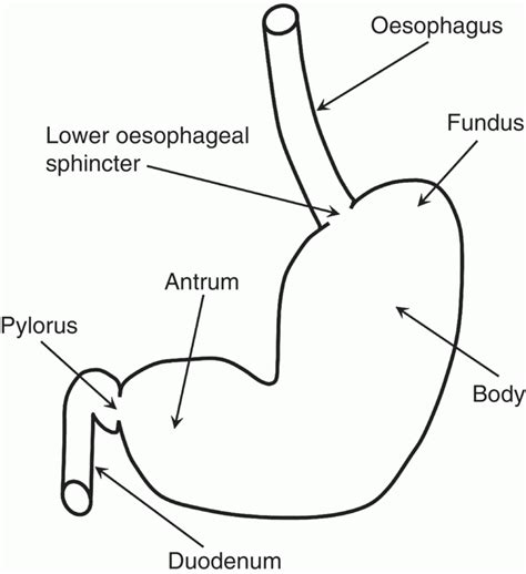 Physiology And Function Of The Stomach Abdominal Key