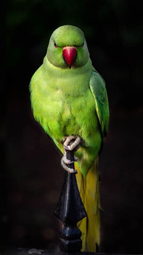 Top 63 Imagen Parrot Green Background Vn