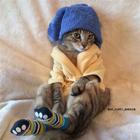 17 Best Images About Cat And Kittens Wearing Clothes On Pinterest Tabby