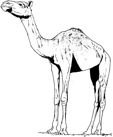 Free Camel Coloring Pages