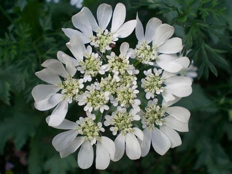 Seeded in the fall it overwinters here in zone 7 and blooms in may, or it can be seeded into late may for september harvest. QAL Orlaya - Queen Anne's Laceflower - Flowers and Fillers ...