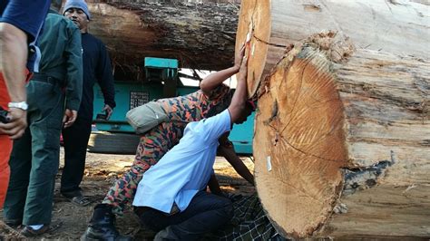 Cari balok kayu di indonesia , distributor balok kayu , supplier, dealer, agen, importir , kami mempunyai database terlengkap dan harga termurah untuk balok kayu indonesia. Pemandu lori maut dihempap kayu balak - YouTube