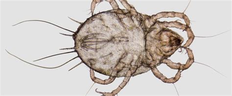 The Life Cycle Of A Dust Mite An Experts Guide