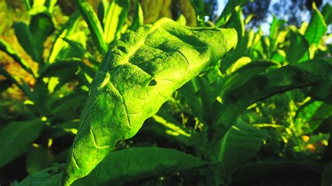 Vídeo de arquivo Premium Planta de tabaco na plantação de manhã com